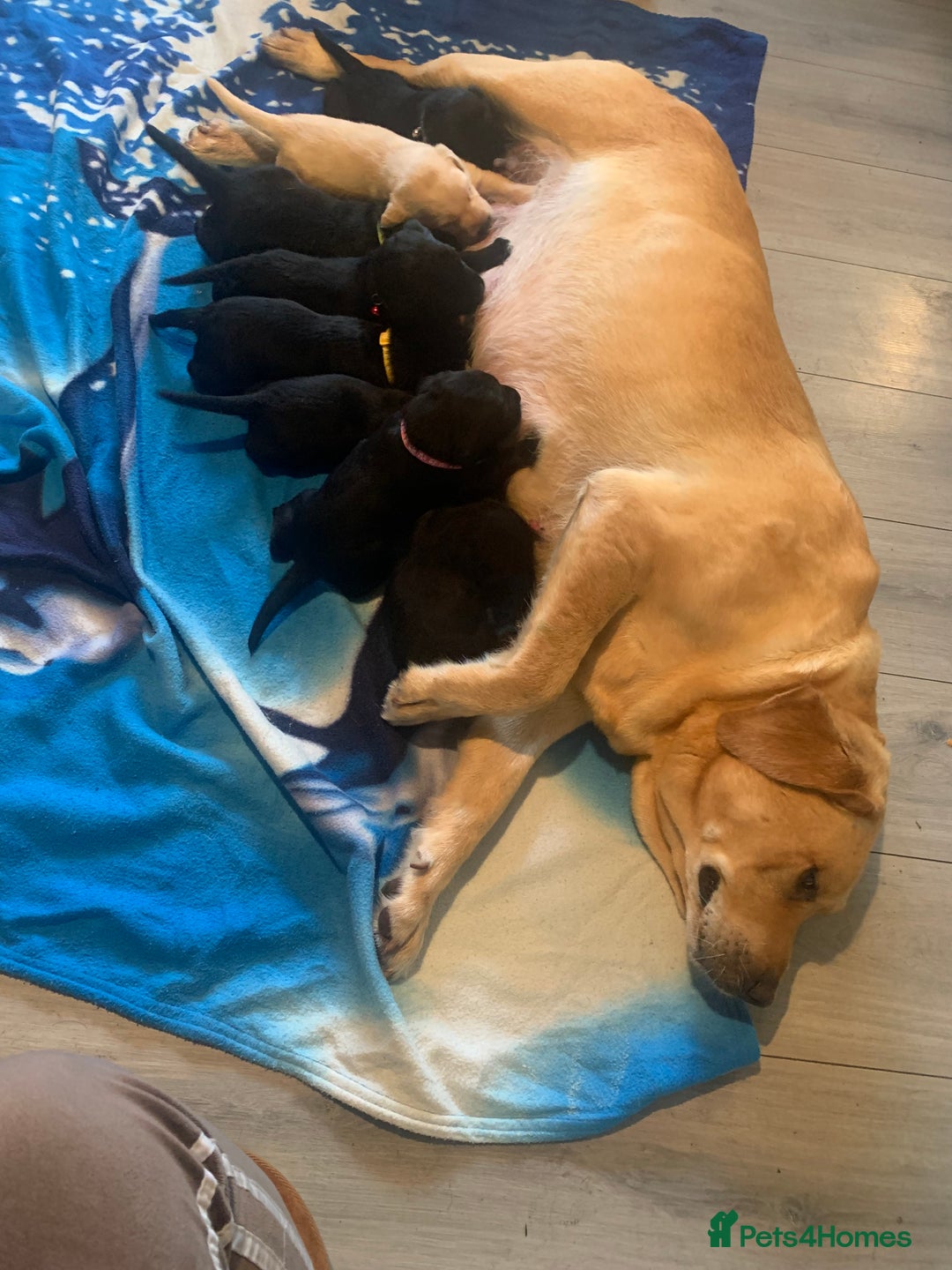 Labrador Retriever dogs for sale: Labrador puppys - Image 1
