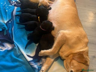 Labrador Retriever dogs Labrador puppys - Advert 17