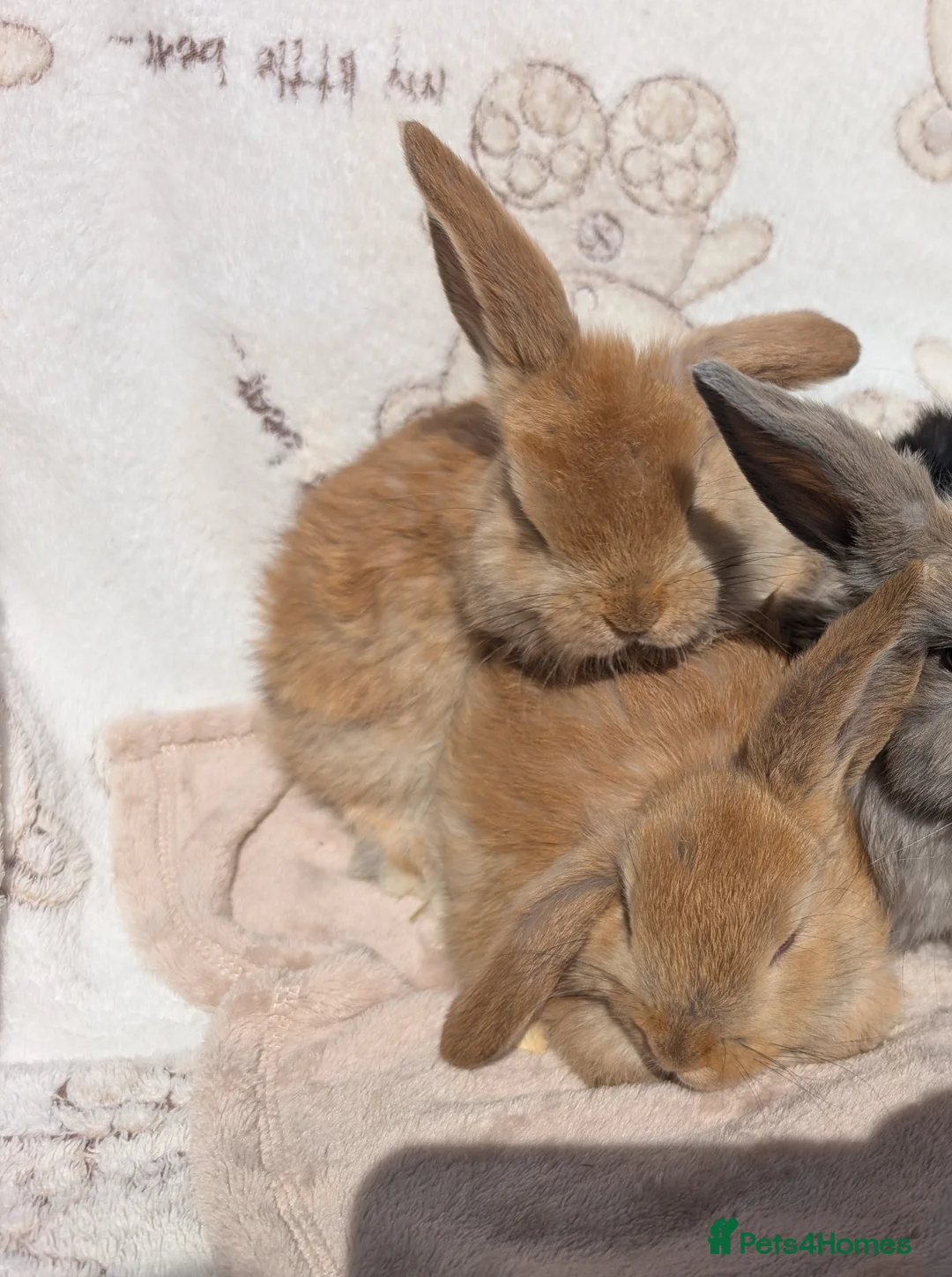 Mixed Breed rabbits for sale: Different Breeds Available - Advert 2