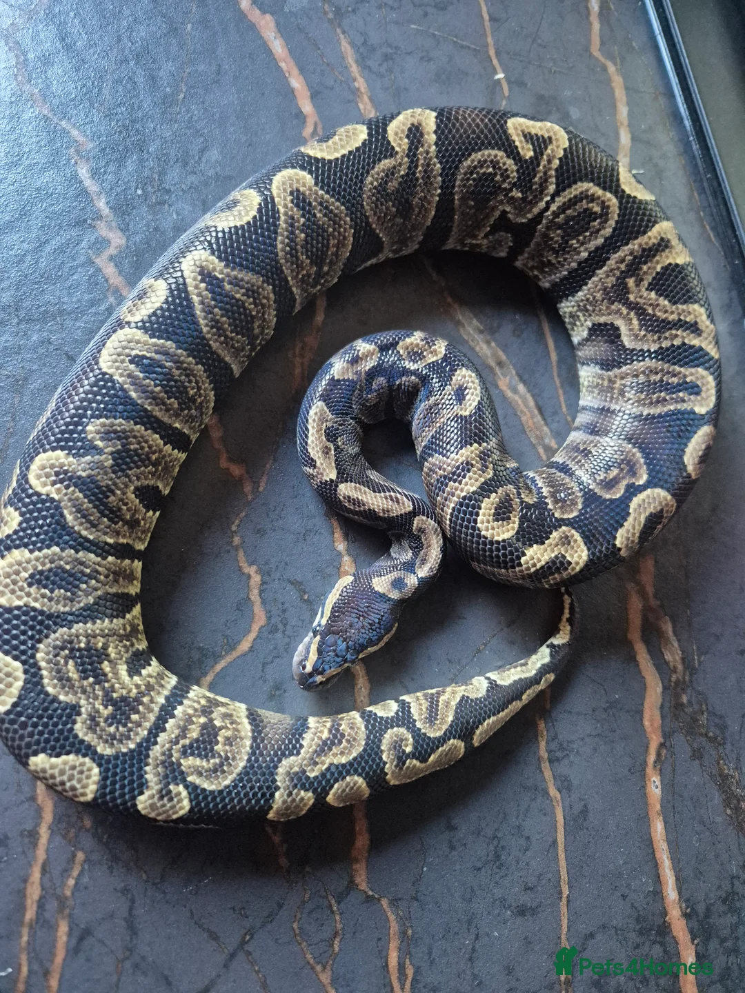 Python Snake reptiles for sale: Various ball pythons  - Advert 11