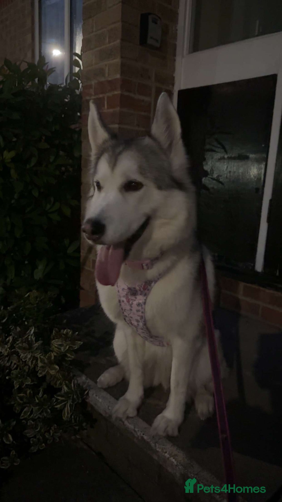 Huskita dogs for sale: Husky/Akita ( 4 years old)  - Image 2