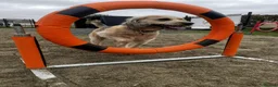 Poodle dogs for stud: Stud dog in Londonderry - Advert 2