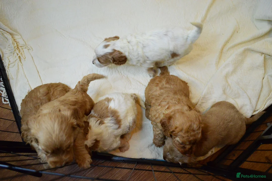 Cockapoo dogs for sale: Cockapoo Puppies - 3 Boys & 3 Girls in Benfleet - Advert 2