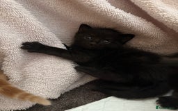 Mixed Breed cats for sale: 5 kittens  - Image 3
