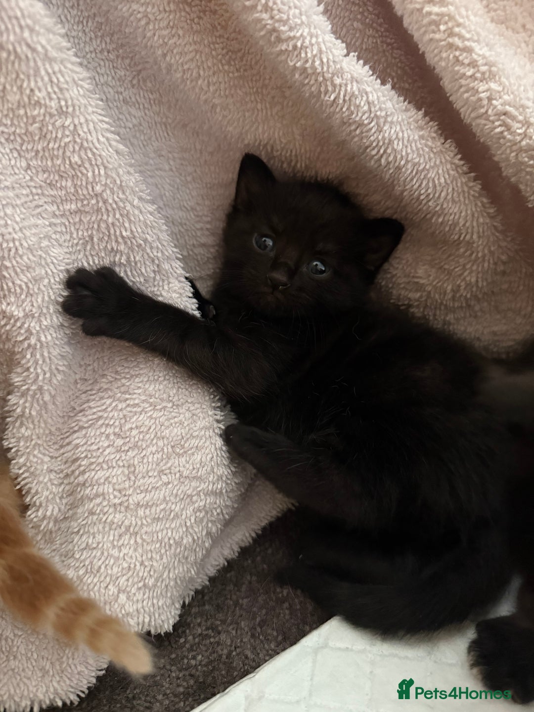 Mixed Breed cats for sale: 5 kittens  - Image 3
