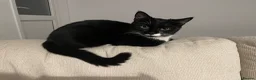 Mixed Breed cats for sale: 3 little kittens  - Advert 2