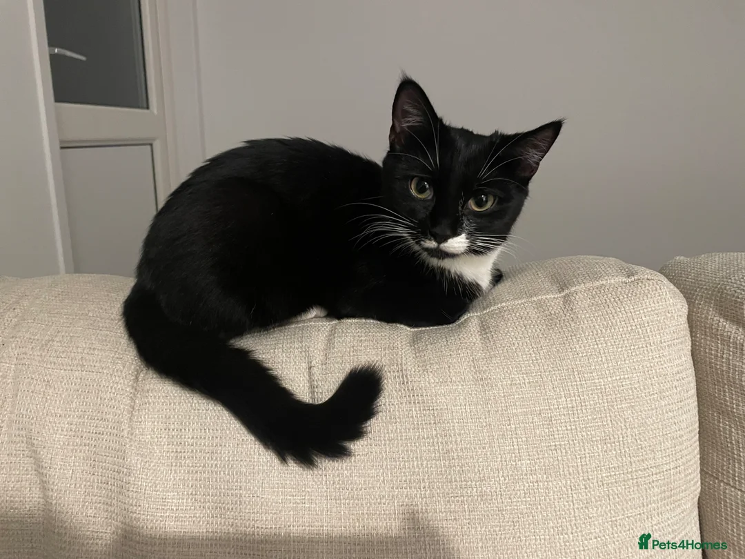 Mixed Breed cats for sale: 3 little kittens  - Advert 2