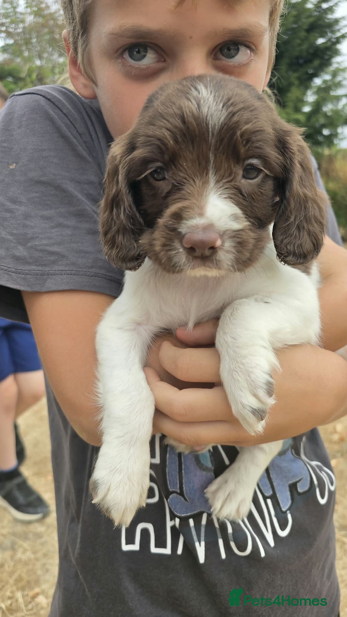English Springer Spaniel dogs English Springer spaniel puppies - Advert 1