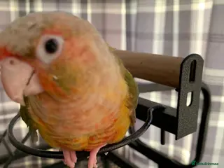 Parrots birds Pineapple conure in London - Advert 2