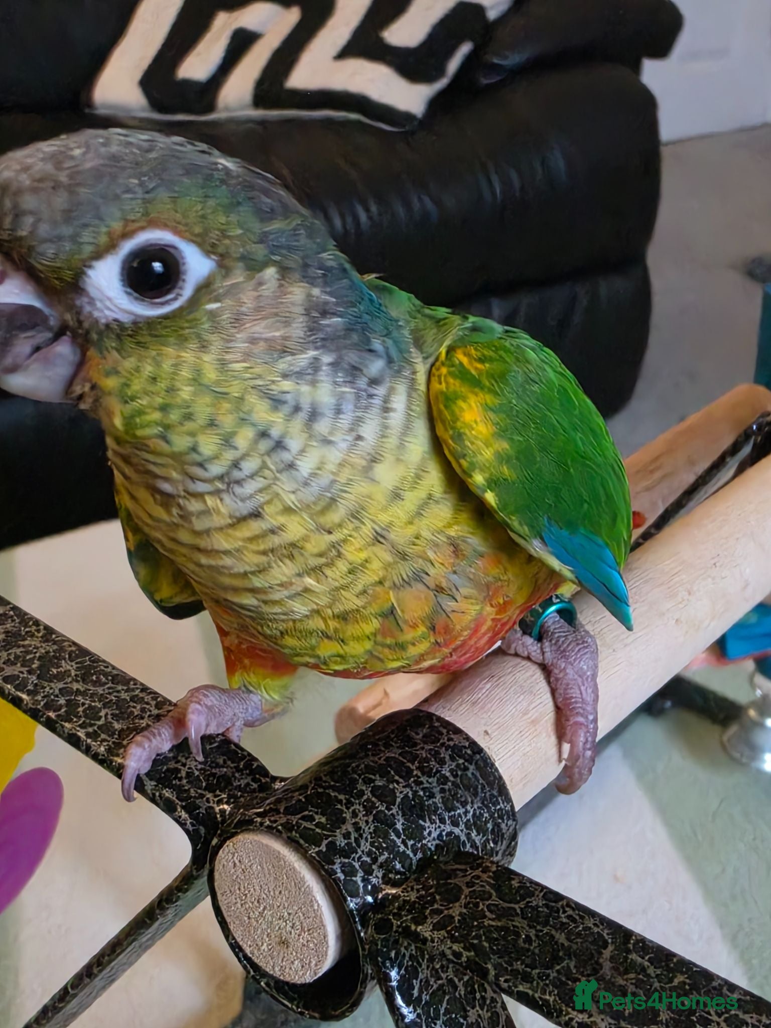 Conures birds Hand reared Conures - Advert 2