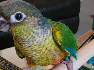 Conures birds Hand reared Conures - Advert 2