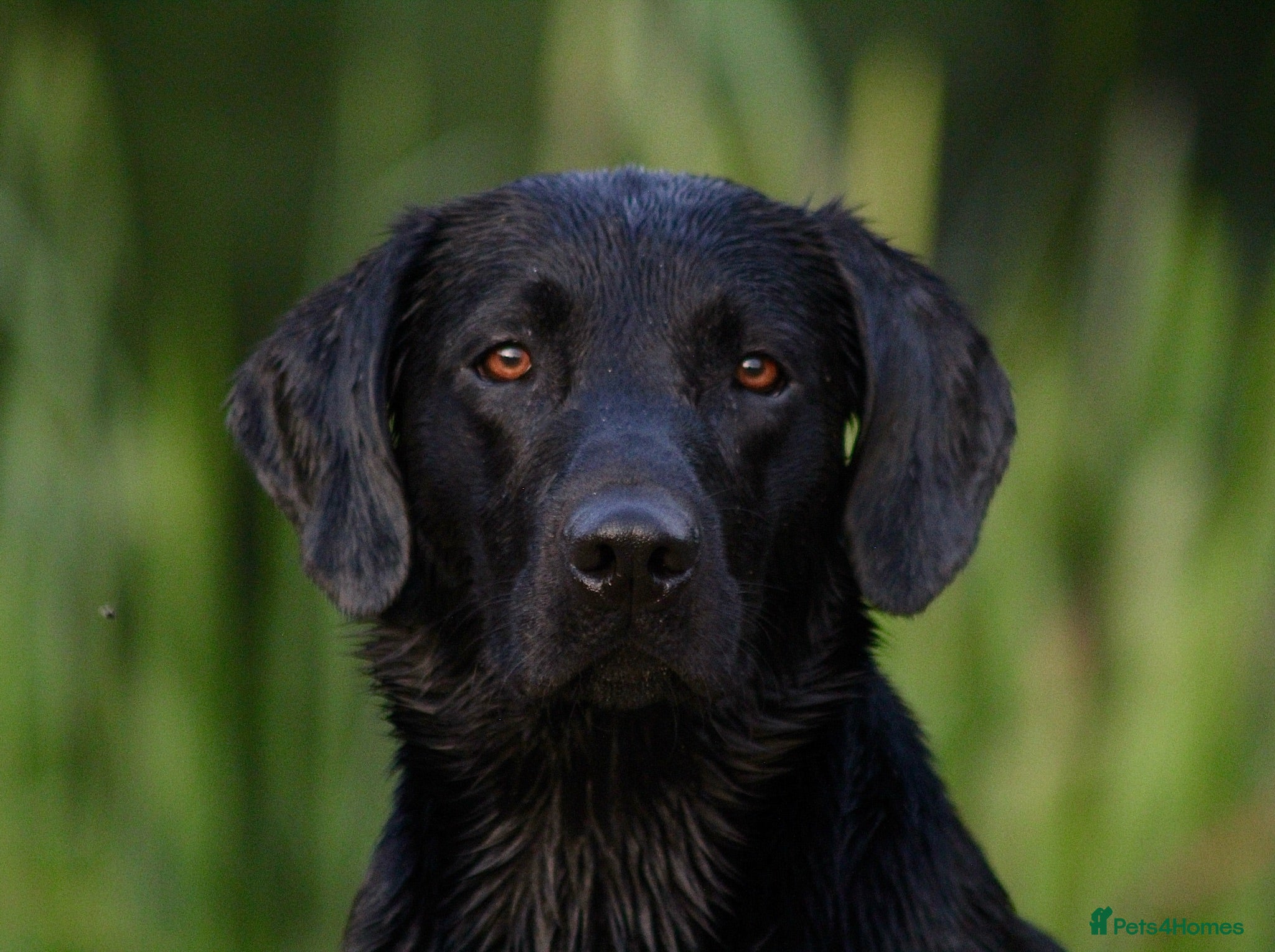 Labrador Retriever dogs KCreg Fully Health Tested compact Labrador Stud  - Advert 1