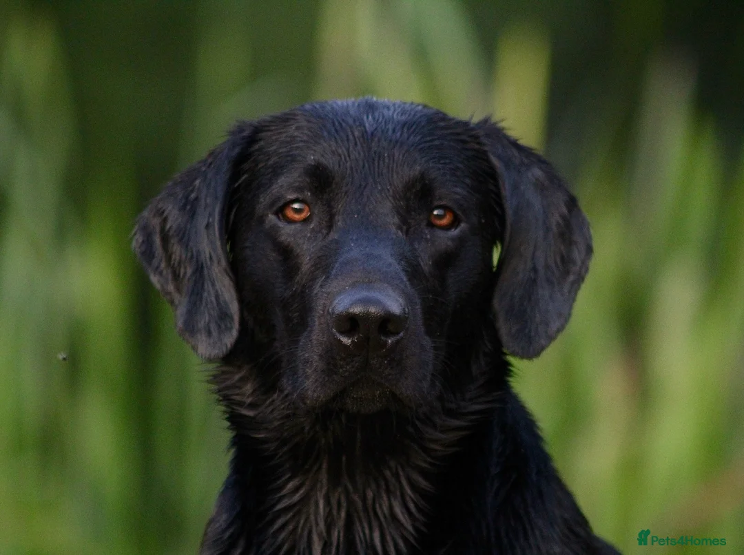 Labrador Retriever dogs for stud: KCreg Fully Health Tested compact Labrador Stud  in Wallingford - Advert 1