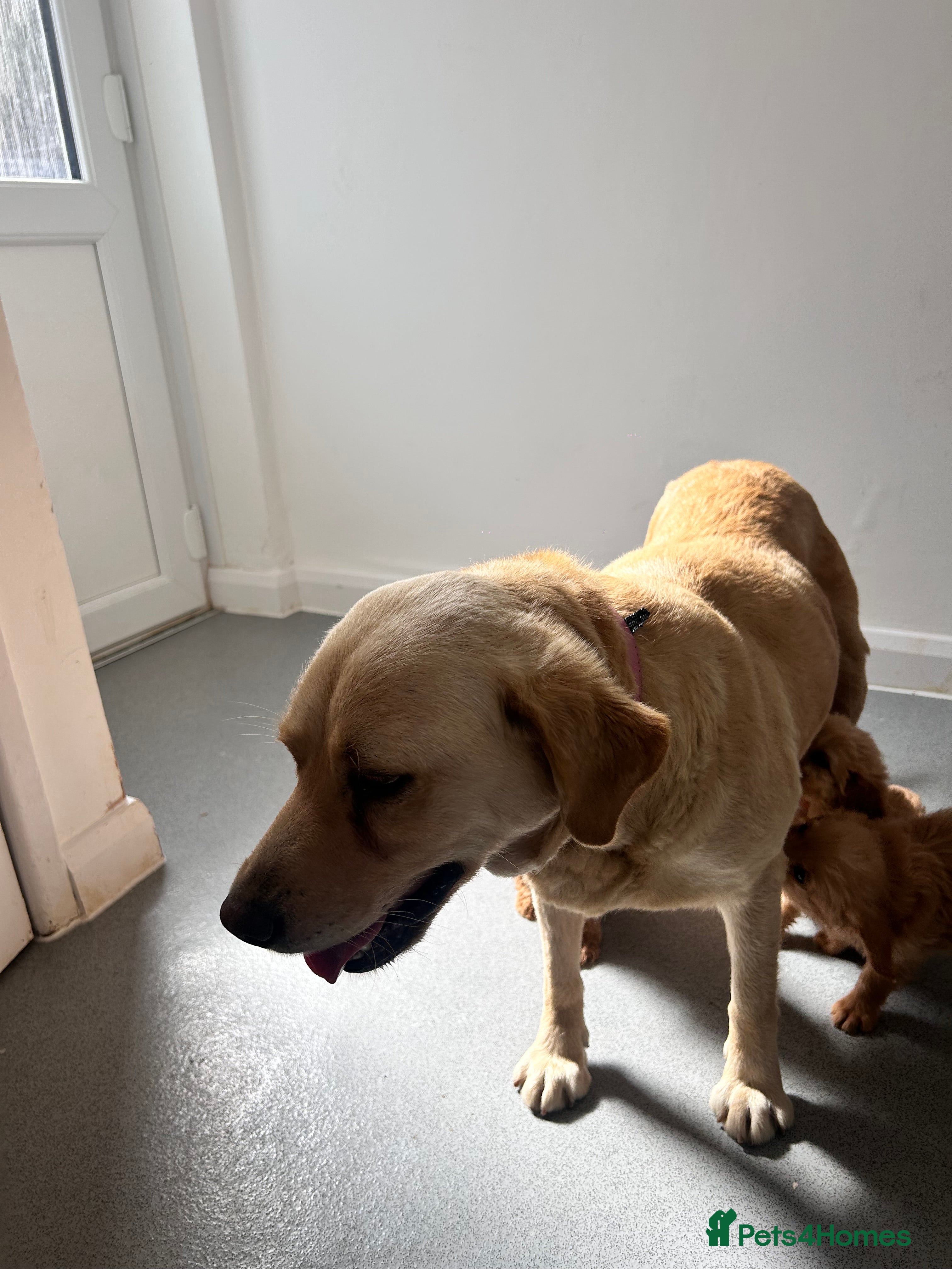 Labradoodle dogs F1 labradoodle puppies - Advert 3