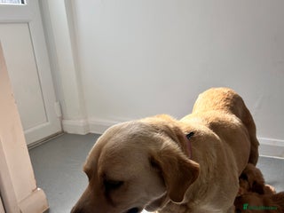 Labradoodle dogs F1 labradoodle puppies - Advert 3