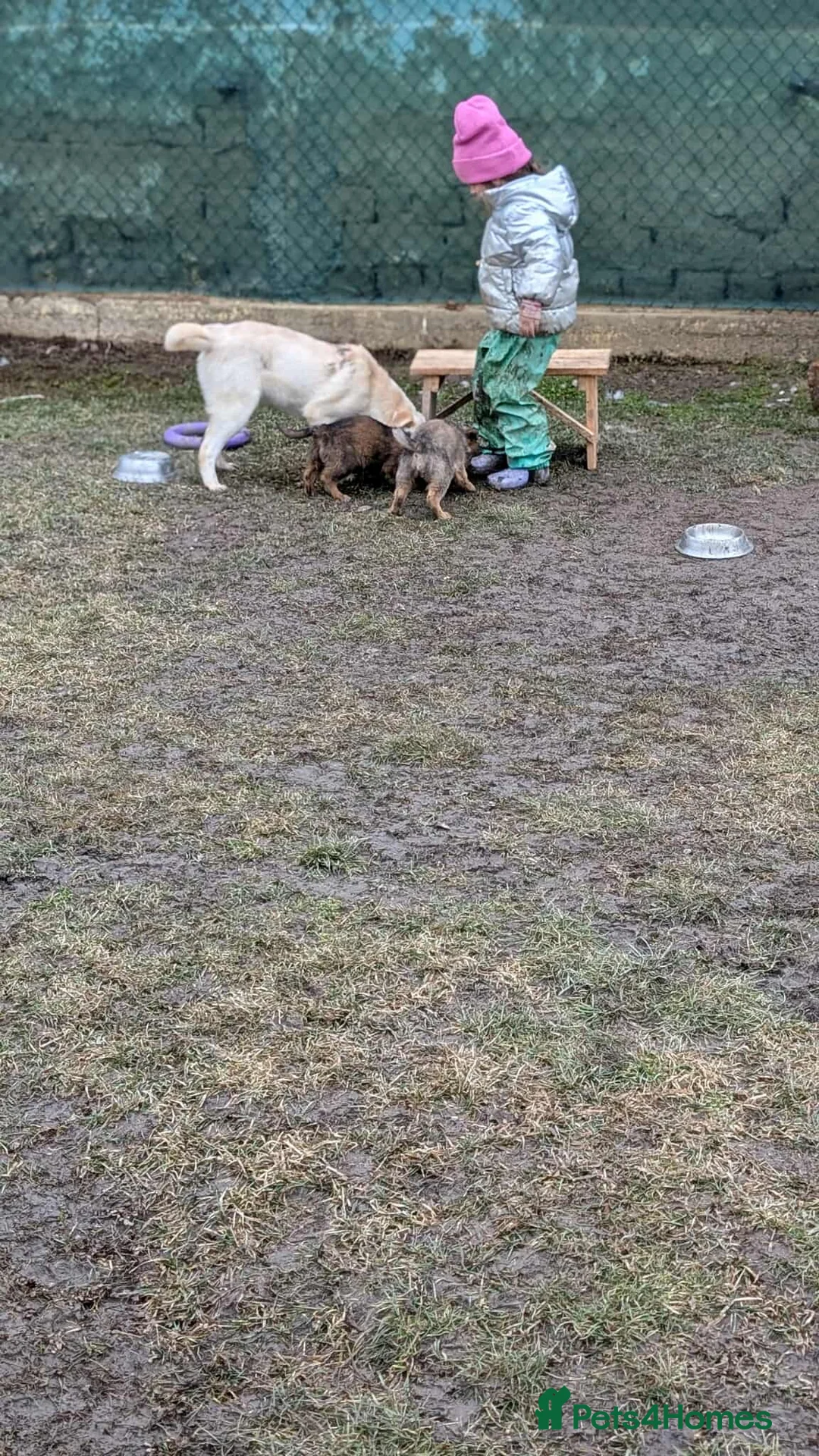 Mixed Breed dogs for adoption: Baileys for adoption in Saint Leonards-on-sea - Advert 10