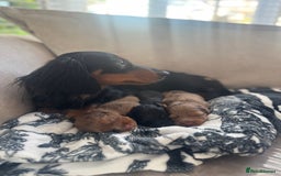 Miniature Dachshund dogs for sale: 3 Beautiful miniature longhair dachshund puppies - Image 24