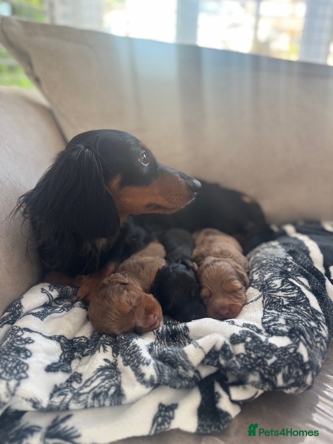 Miniature Dachshund dogs for sale: 3 Beautiful miniature longhair dachshund puppies - Image 24