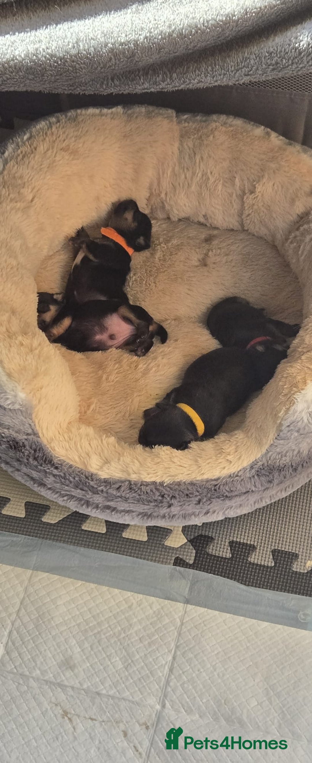 Chihuahua dogs for sale: Chihuahua Puppies - Image 5