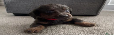 Miniature long hair Dachshund 2