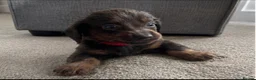 Miniature Dachshund dogs for sale: Miniature dachshund puppies in Stratford-upon-Avon - Advert 5