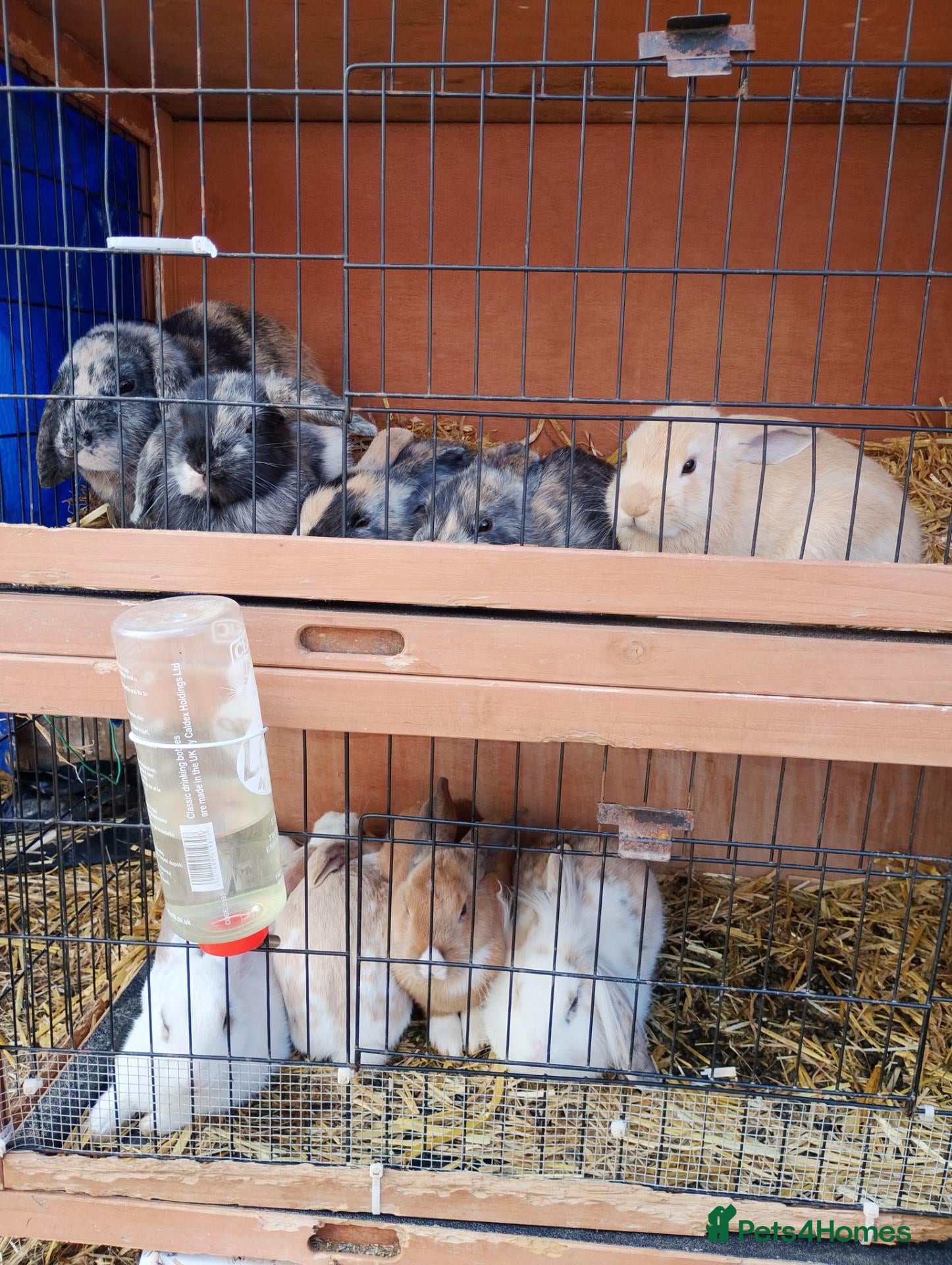 Mixed Breed rabbits Cute bunnies  - Advert 1