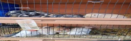 Mixed Breed rabbits for sale: Cute bunnies  in Ware - Advert 1