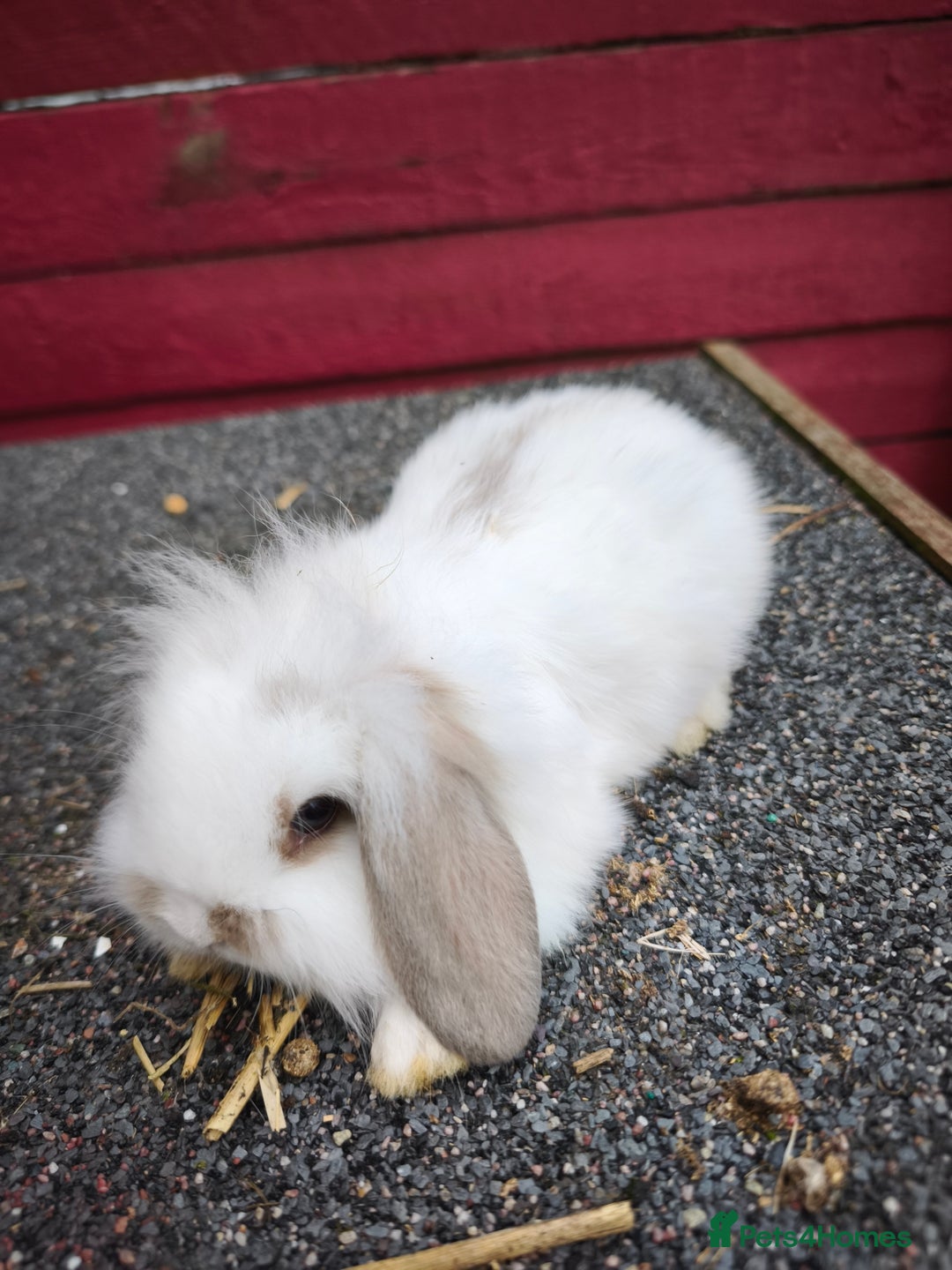 Lionhead rabbits for sale: Fluffy mini lion lop  in Bootle - Image 2