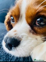 Cavalier King Charles Spaniel dogs - Advert 11