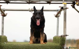 German Shepherd dogs for stud: For stud duties only - Image 3