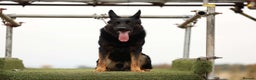 German Shepherd dogs for stud: For stud duties only - Advert 3