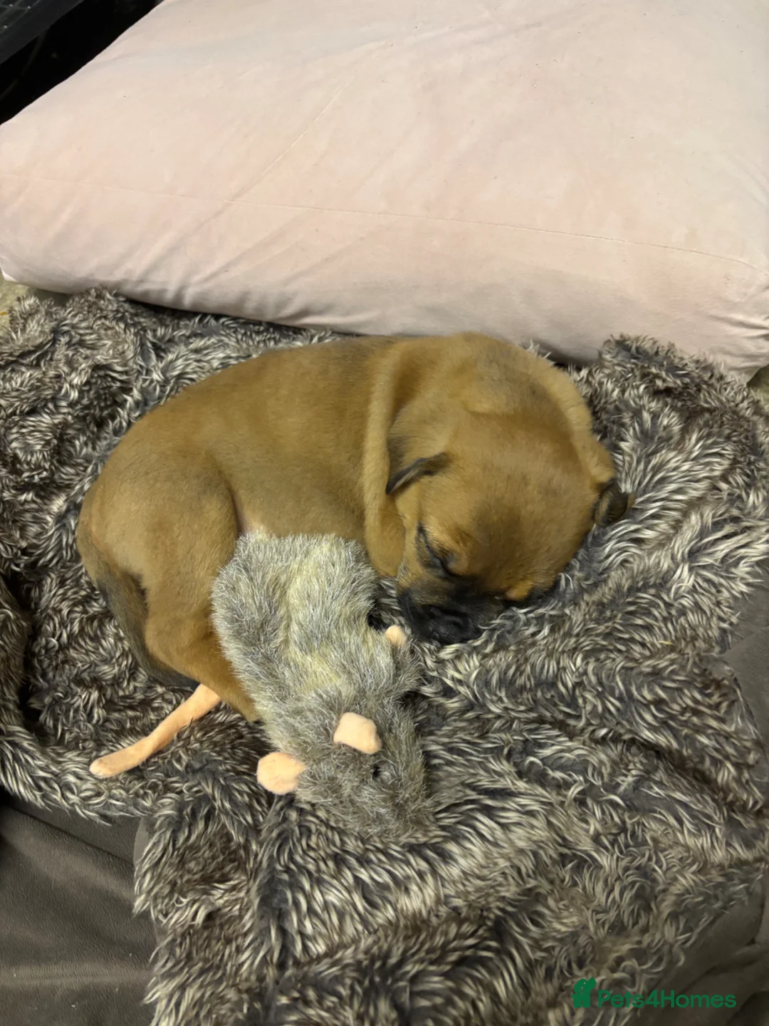 Mixed Breed dogs for sale: Gentle 8 week selling due to family allegry in Haywards Heath - Advert 2