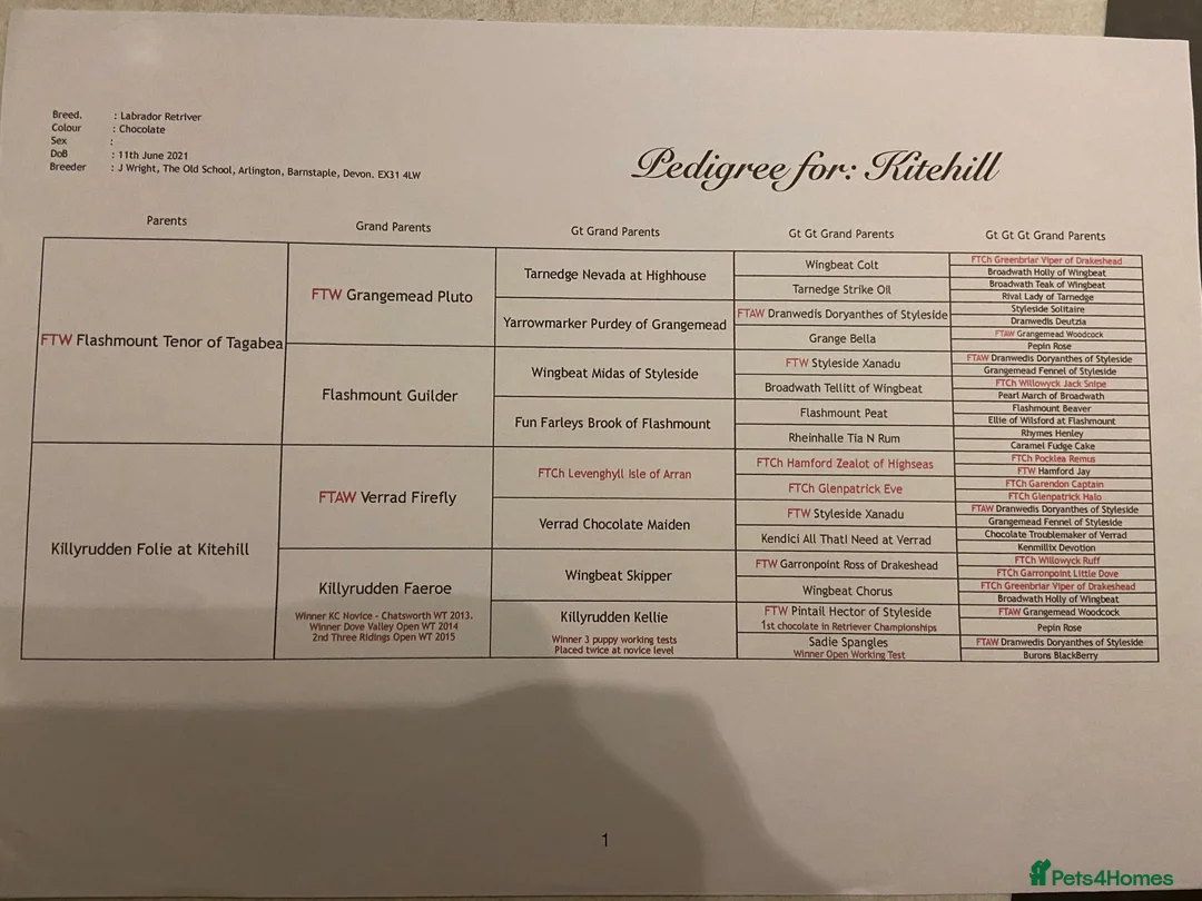 Labrador Retriever dogs for stud: Working Chocolate Labrador available for stud in Winchester - Advert 5