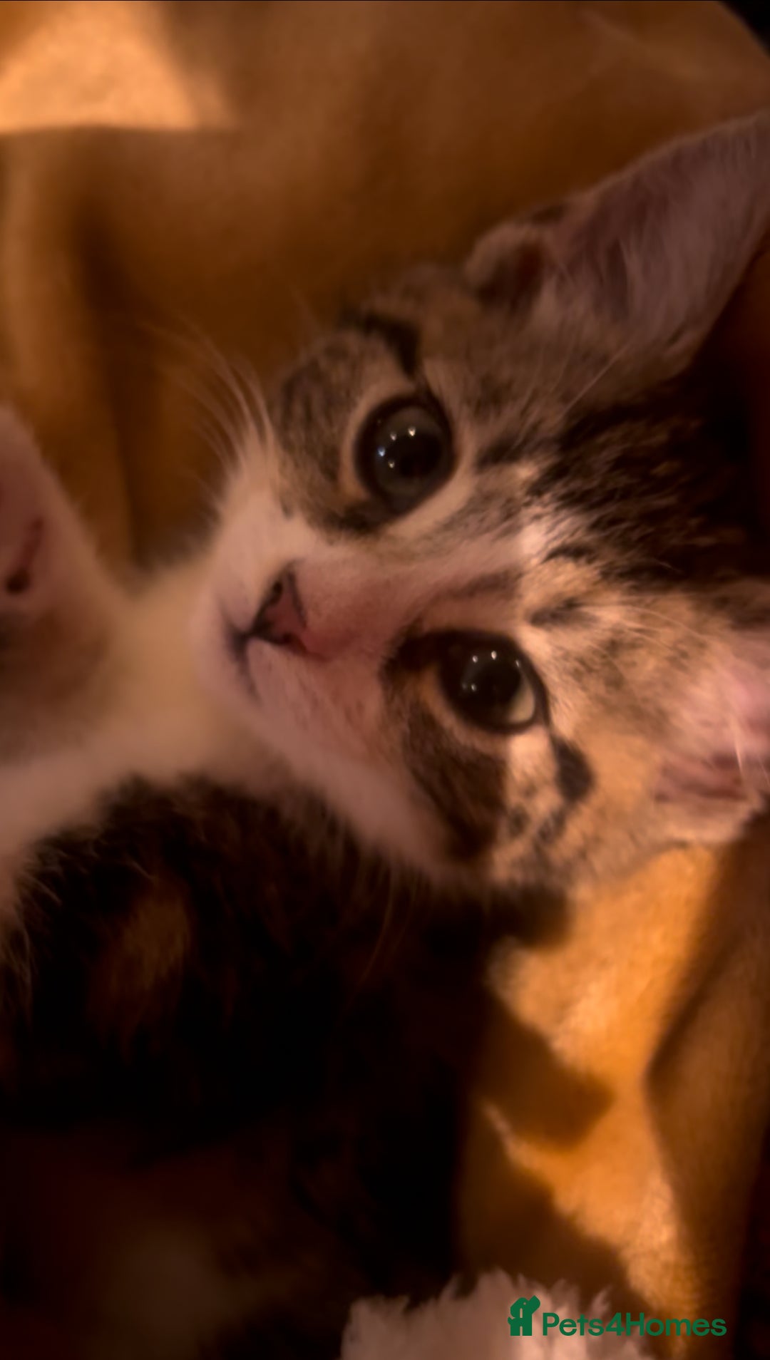 Bengal cats for sale: Bengal Kitten for Sale  - Advert 1