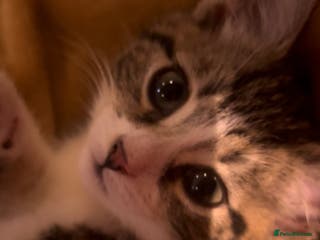 Bengal cats Bengal Kitten for Sale - Advert 3