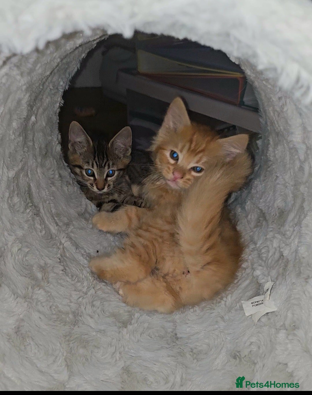 Mixed Breed cats Elven Bengal Kittens  - Advert 2