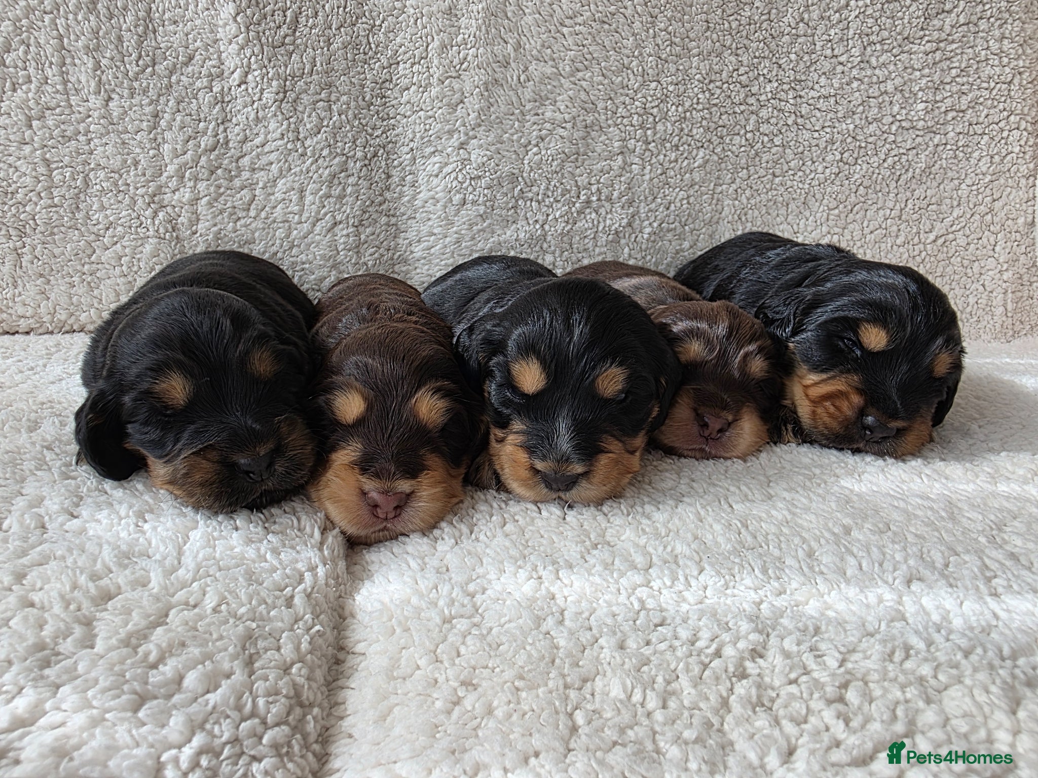 Cocker Spaniel dogs for sale: Black and chocolate tan point cockers  - Advert 1