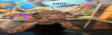 Schnoodle Puppy 5
