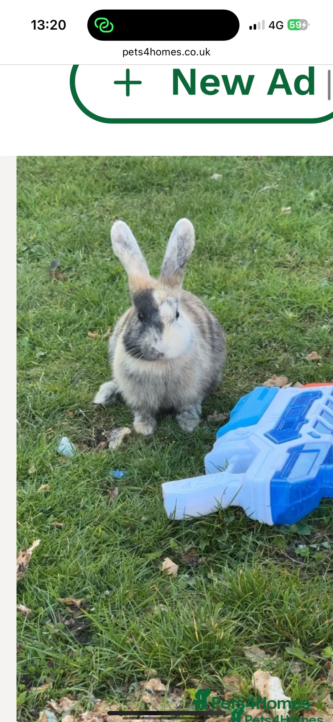 French Lop rabbits for sale: French lop Bunnies  - Advert 2