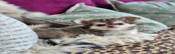 Chihuahua dogs for sale: Amazing Longcoat Apple head Chihuahua Puppies - Advert 26
