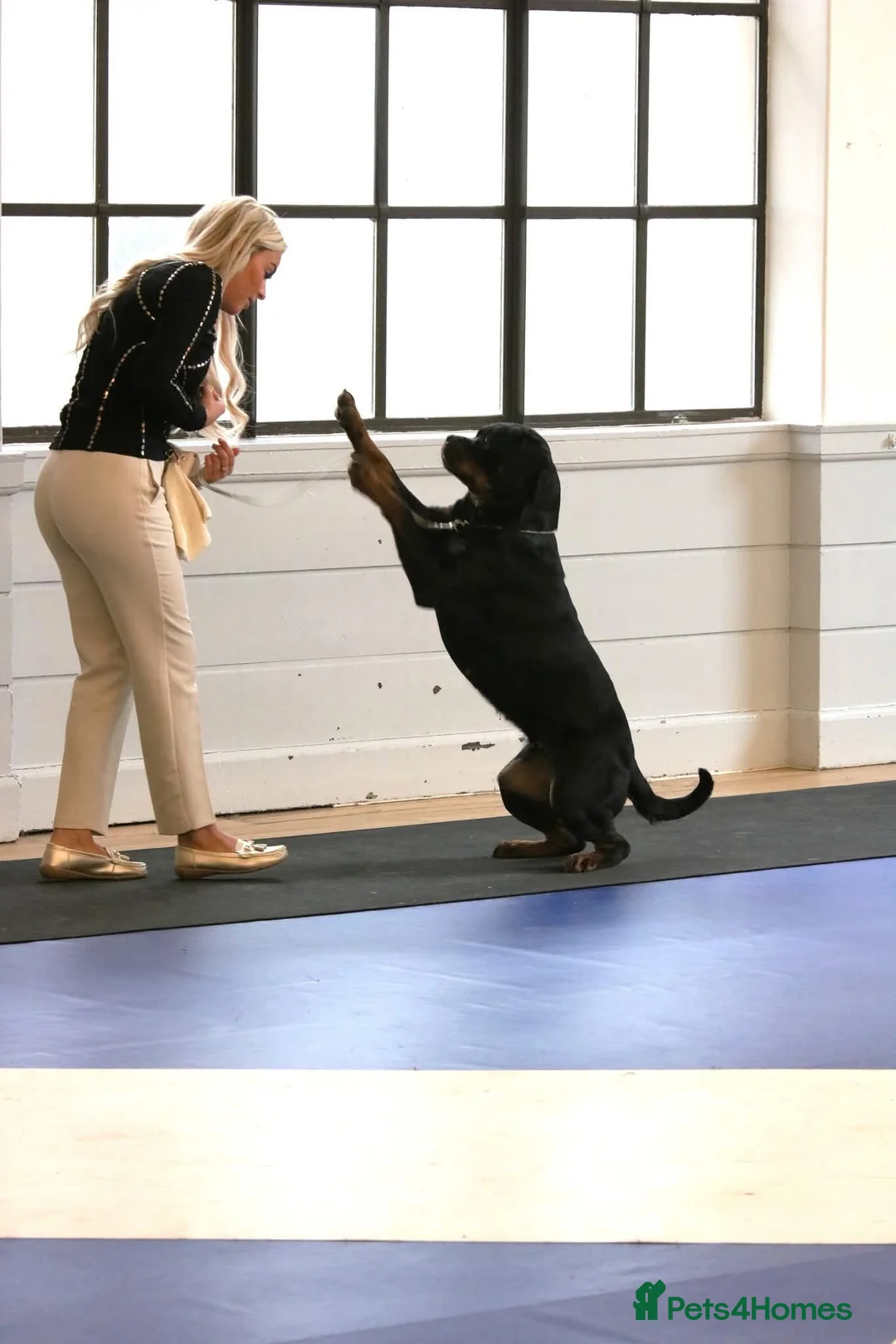 Rottweiler dogs for sale: Excellent Pedigree Dog Puppy - Advert 20