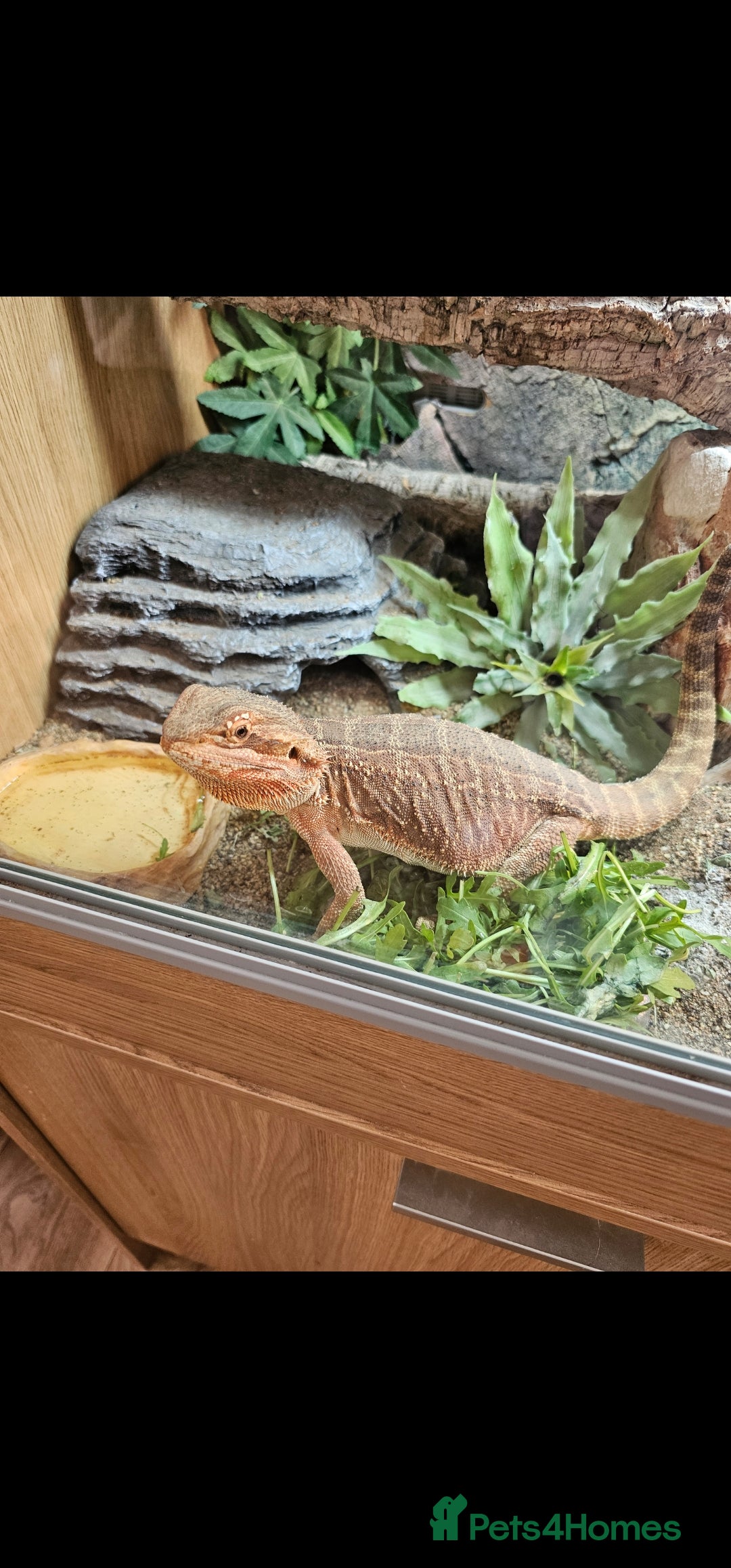 Bearded Dragon reptiles for sale: Female bearded dragon - Advert 3