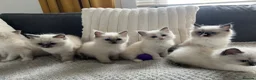 Ragdoll cats for sale: TICA REGISTERED RAGDOLL KITTENS  - Advert 20