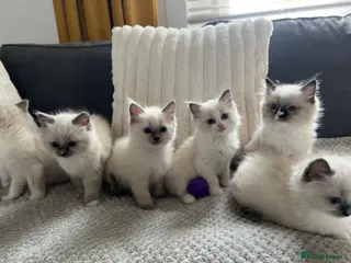 Ragdoll cats GORGEOUS RAGDOLL KITTENS - Advert 1