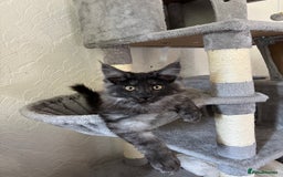 Maine Coon cats for sale: Brother and sister Maine coon kittens - Image 6