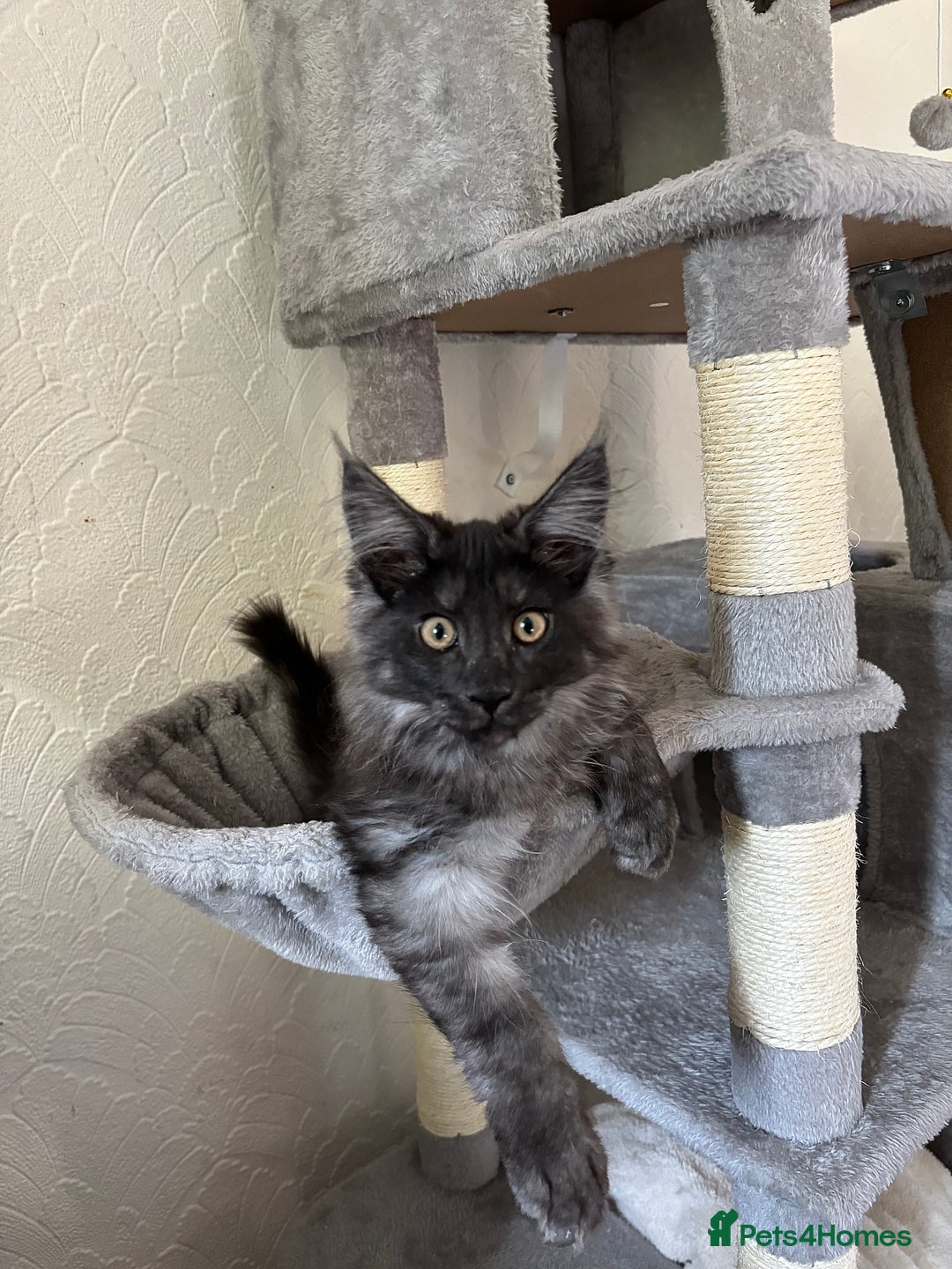Maine Coon cats for sale: Brother and sister Maine coon kittens - Image 6