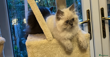 Persian cats - Advert 13