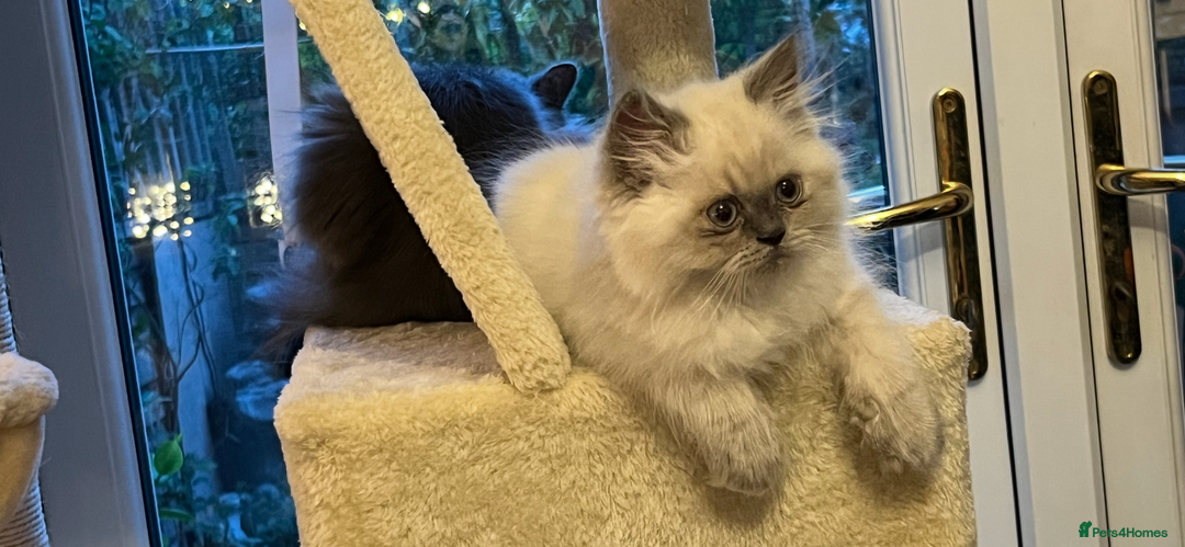Persian cats for sale: Ready Now 2 Boys/1 Girl Persian Fluff Monsters - Image 8