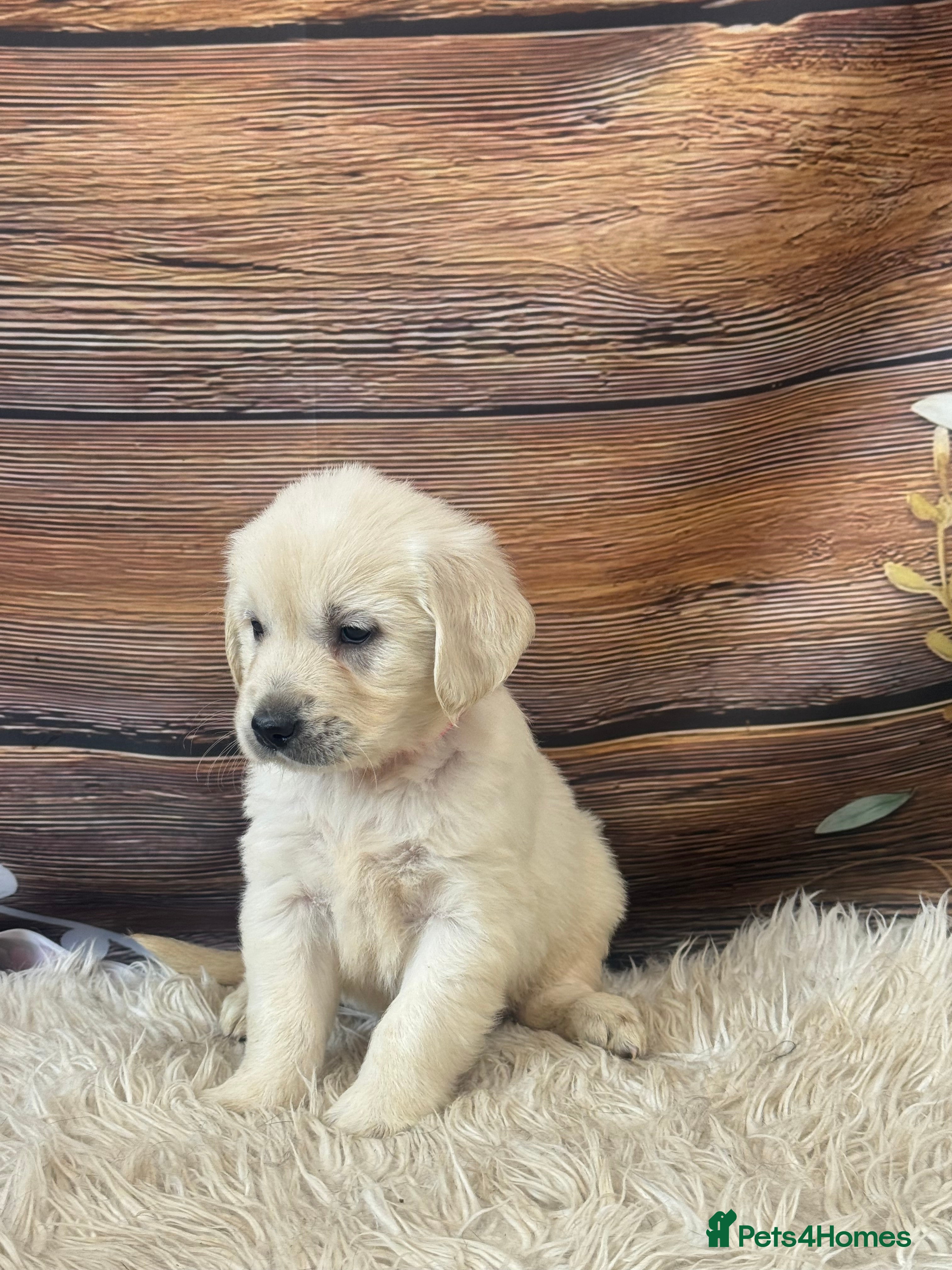 Golden Retriever dogs KC Reg Golden Retriever  - Advert 2