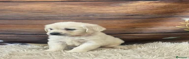 Golden Retriever 7